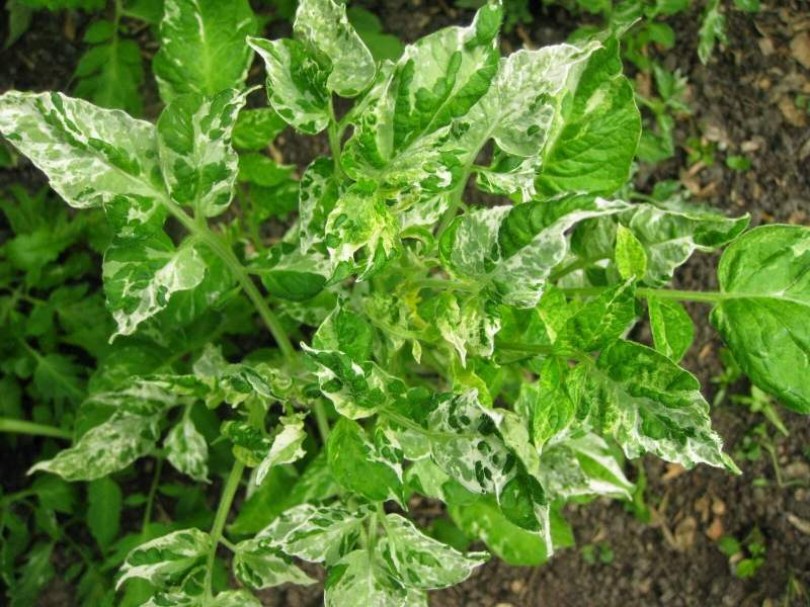 Variegata paradicsom - Paradicsom különlegességek az Egzotikus Növények Stúdiója kínálatából